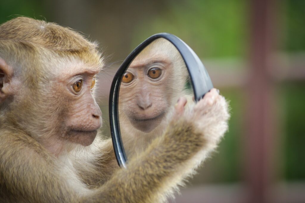 A monkey is viewing its reflection.